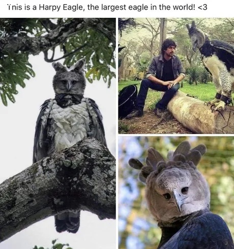 harpy_eagle2.jpg