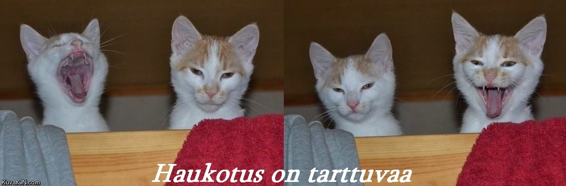 haukotus_tarttuu.jpg