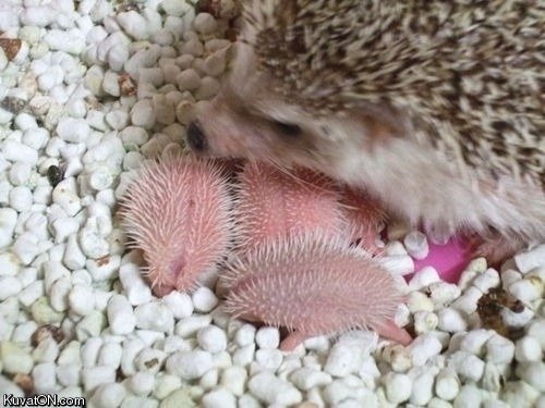 hedgehog_babies.jpg