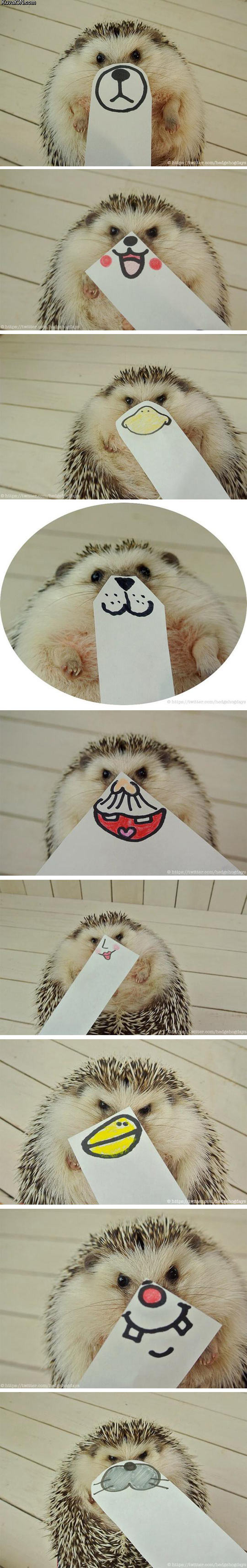 hedgehog_s_many_faces.jpg