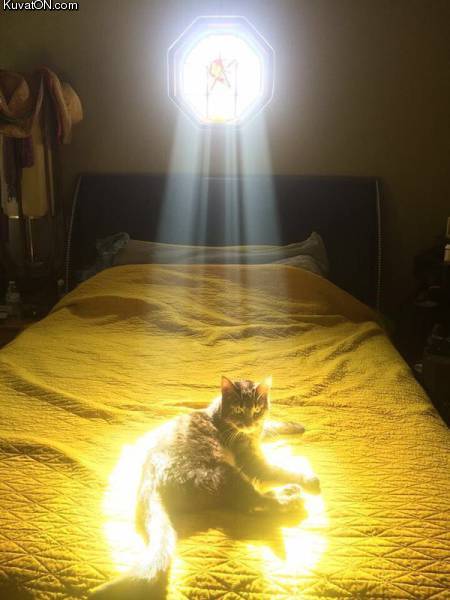 holy_cat.jpg