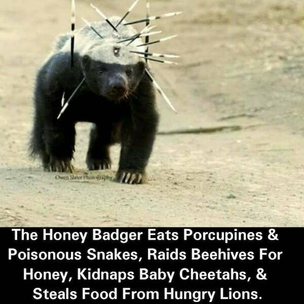 honey_badger.jpg