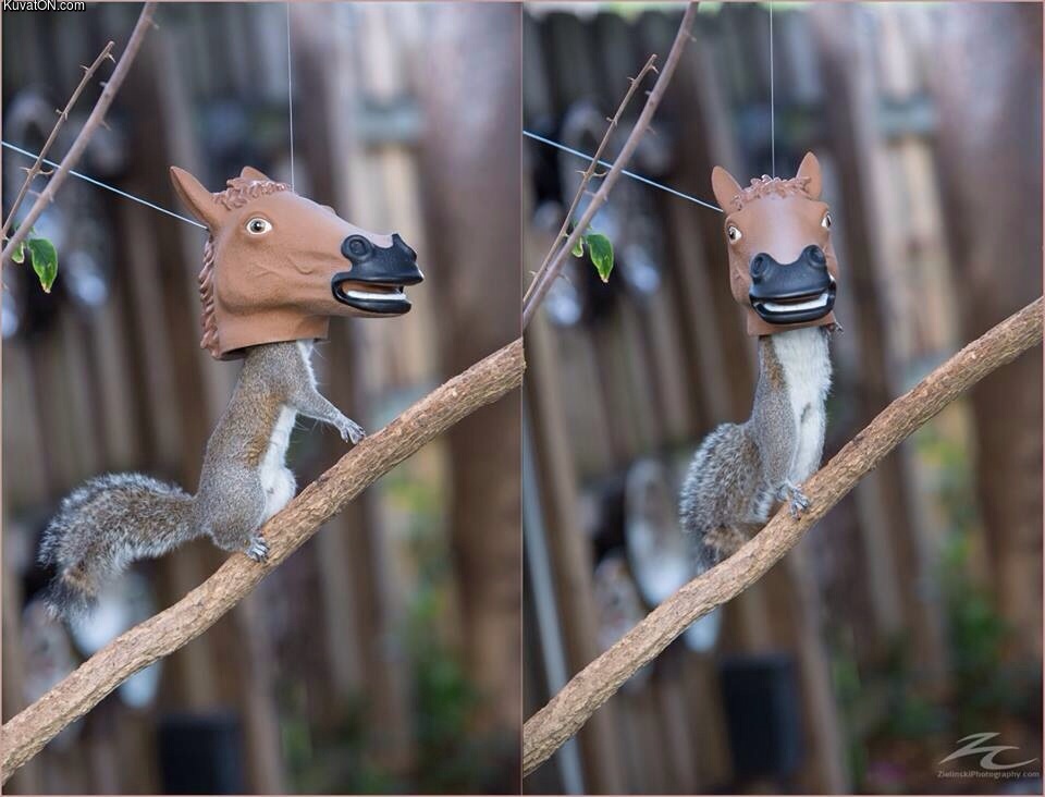 horse_head_squirrel_feeder.jpg