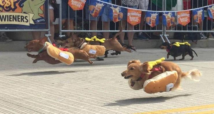 hotdogrun.jpg