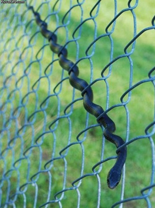 how_a_snake_uses_a_fence.jpg