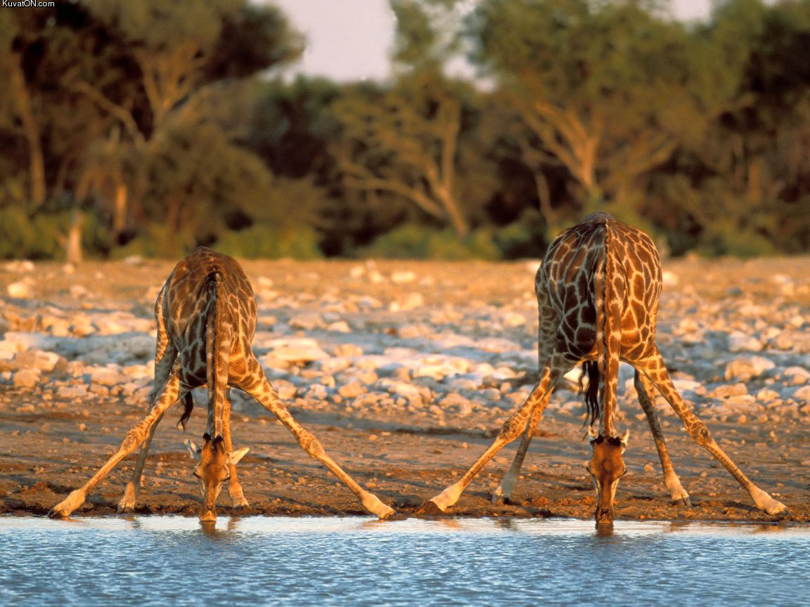 how_giraffes_drink_water.jpg