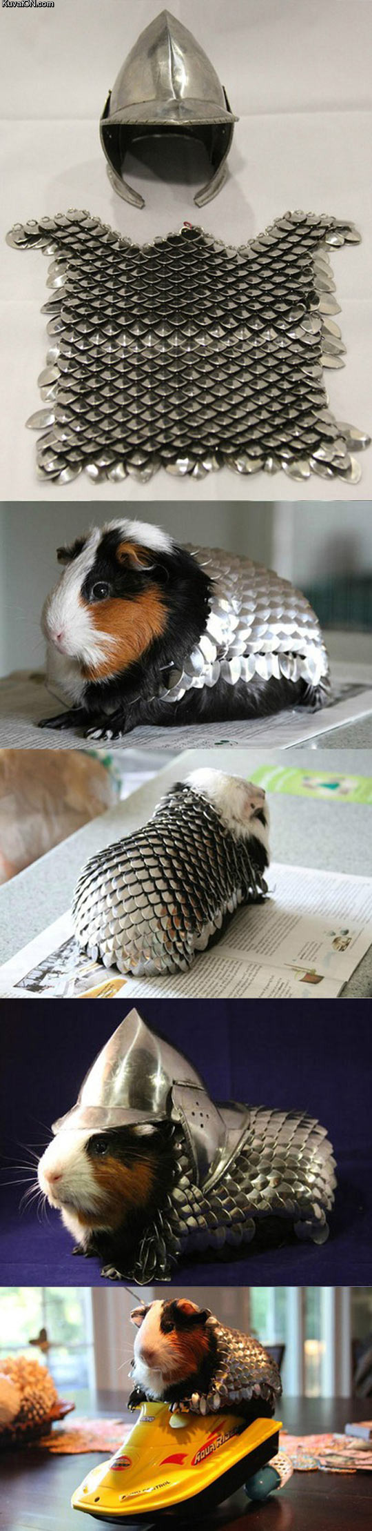 how_to_prepare_your_guinea_pig_for_battle.jpg