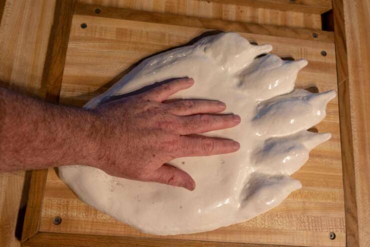 human_hand_and_polar_bear_footprint.jpg