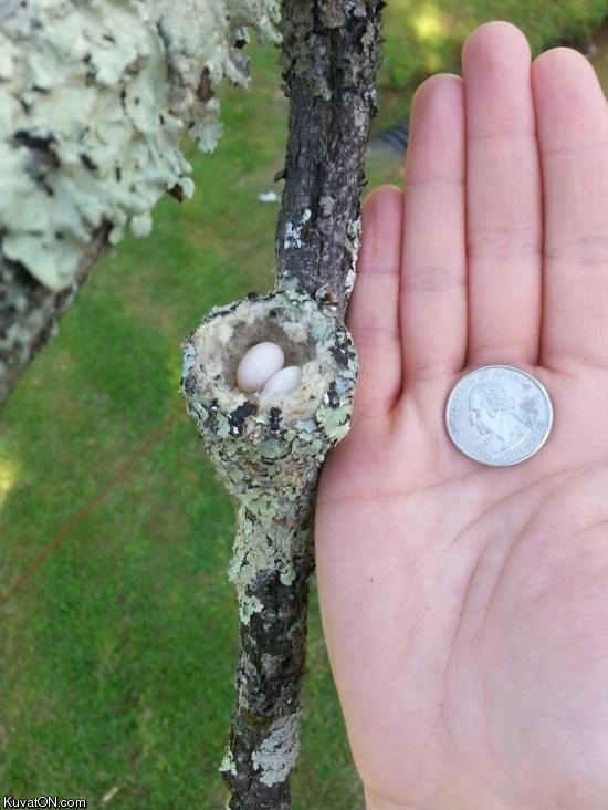 hummingbird_nest.jpg