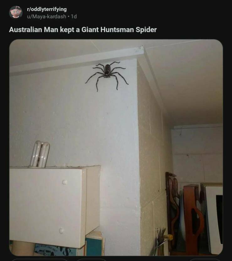 huntsmanspider.jpg