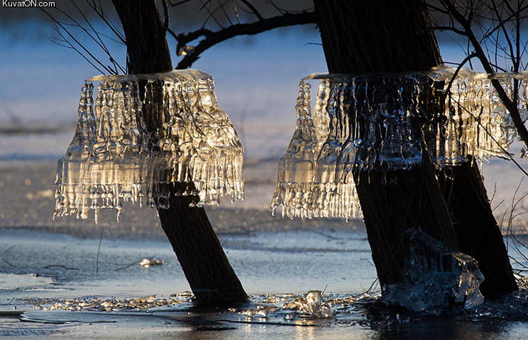 ice_formations_hang_on_trees_at_the_unteres_odertal_national_park_germany.jpg