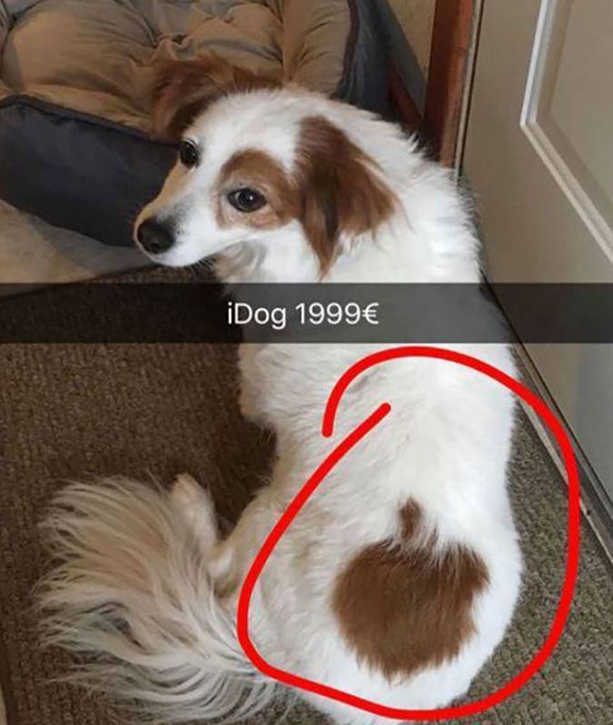 idog.jpg