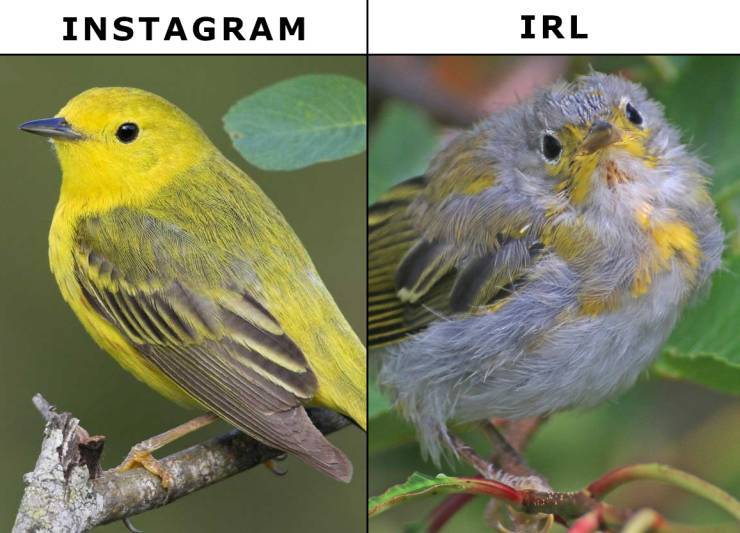 ig_vs_irl2.jpg