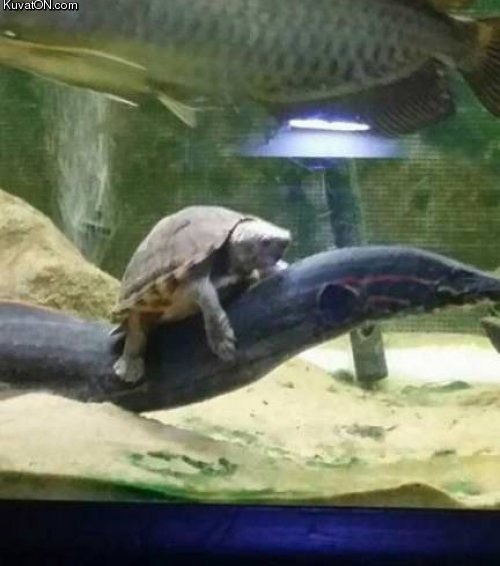 in_case_you_ve_never_seen_a_turtle_riding_an_eel.jpg