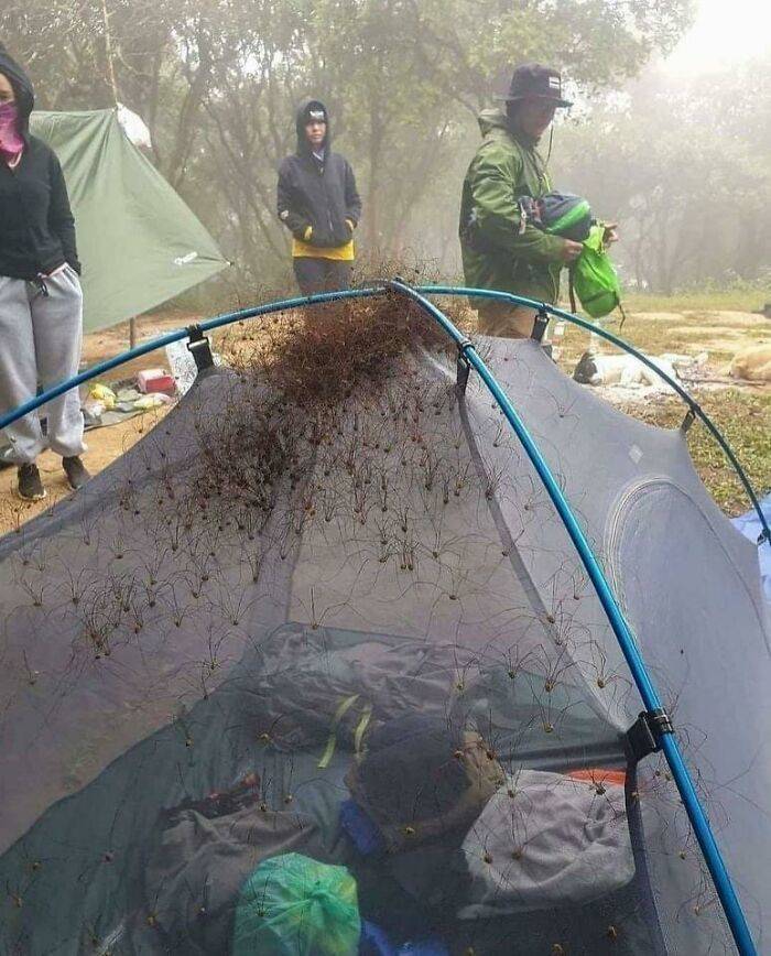 infested_spider_tent.jpg