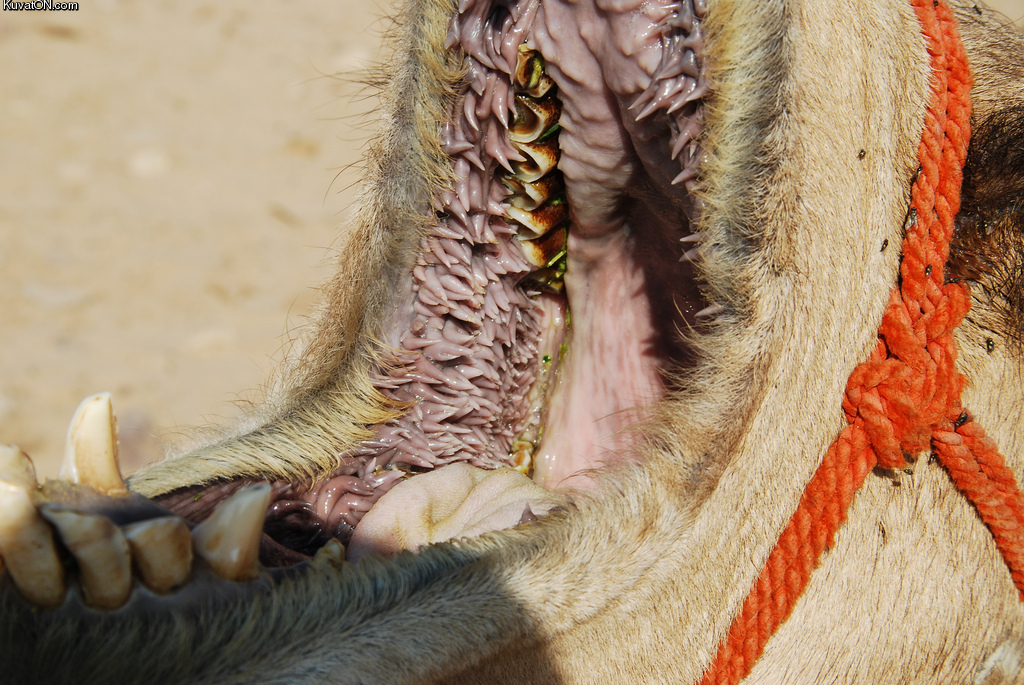 inside_the_camels_mouth.jpg