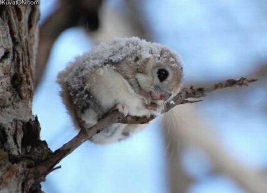 japanese_dwarf_flying_squirrel.jpg