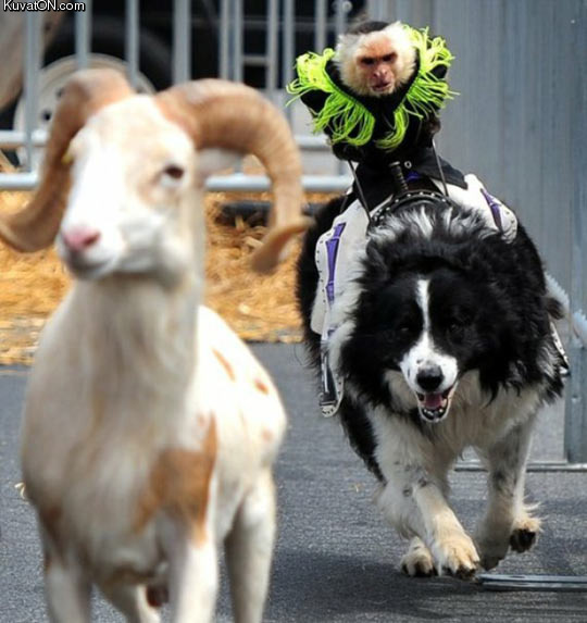 just_a_photo_of_a_monkey_riding_a_dog_chasing_a_goat.jpg