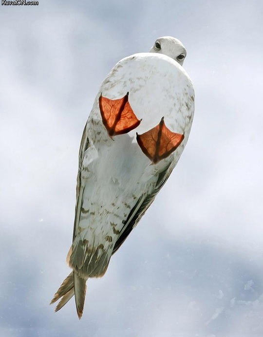 just_a_seagull_on_a_glass_roof.jpg