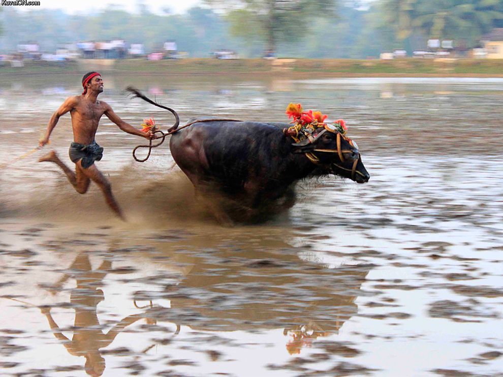 kambala_buffalo_race_india.jpg