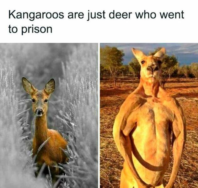 kangaroos3.jpg