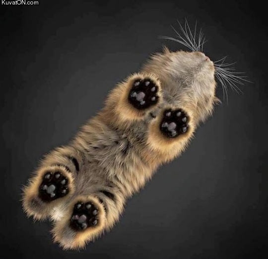 kitten_toes.jpg