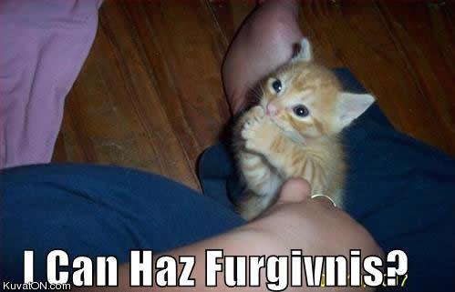 kitten_wants_forgiveness.jpg