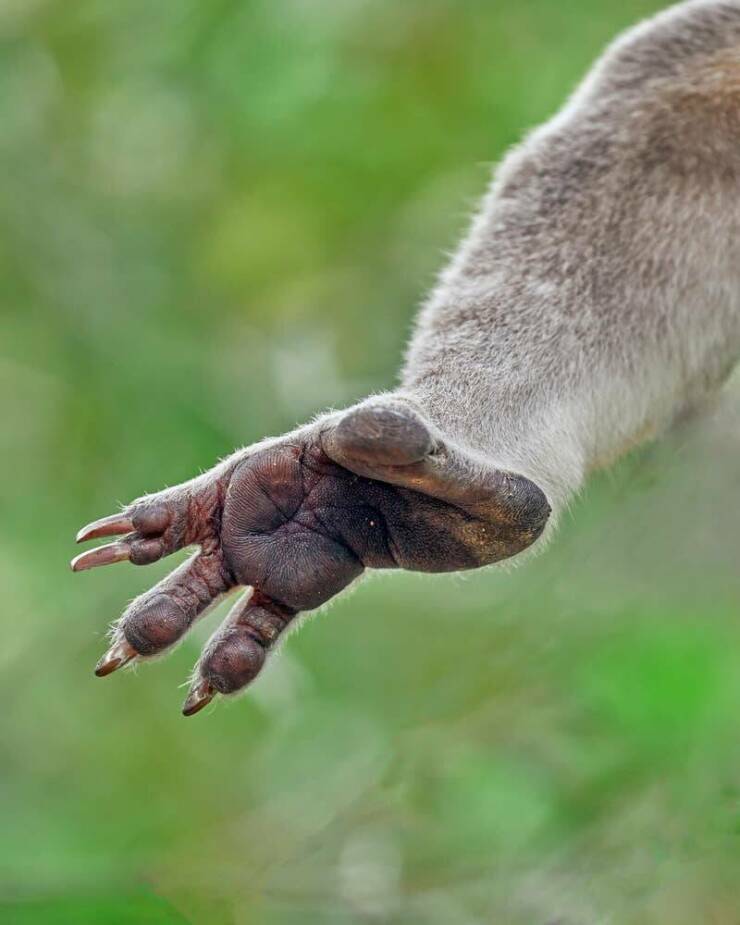 koalas_have_fingerprints_that_are_extremely_similar_to_human_fingerprints.jpg