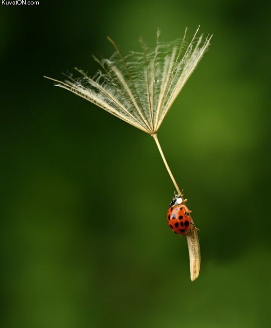 ladybug.jpg