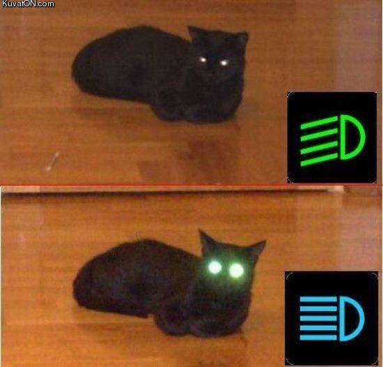 laser_cat.jpg