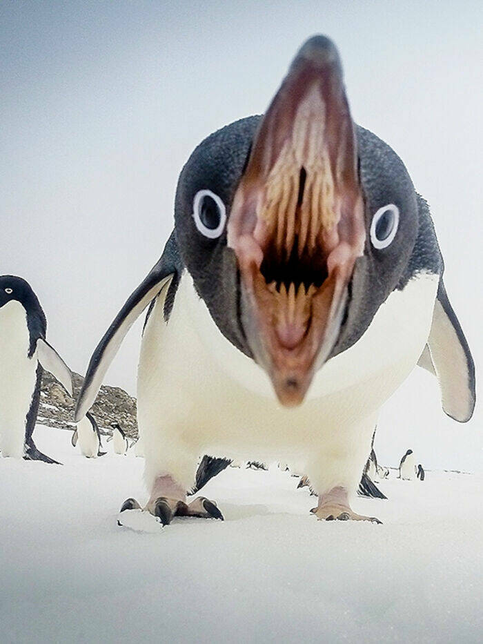 last_thing_a_fish_sees_in_antartica.jpg