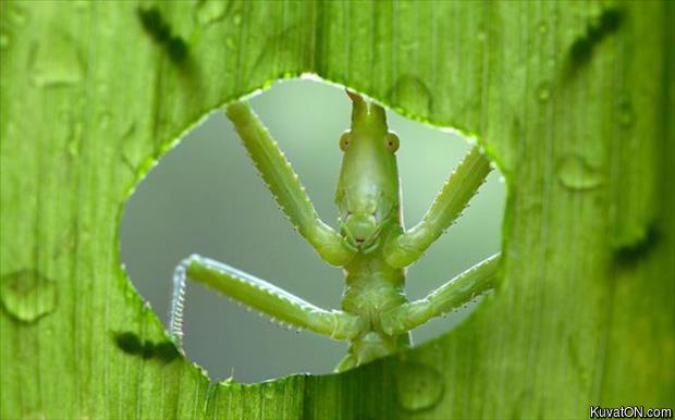 leaf_bug_oh_hi.jpg