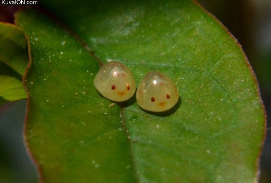 leaf_footed_bug_eggs.jpg