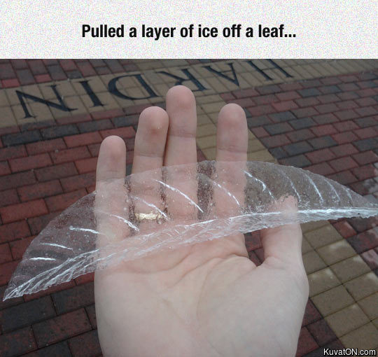 leaf_of_ice.jpg