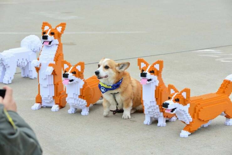 legocorgis.jpg