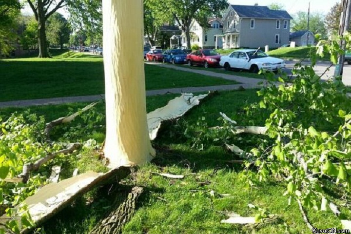 lightning_blew_the_bark_off_this_tree.jpg