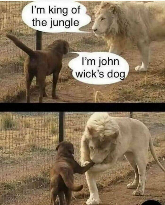 lion_and_dog.jpg