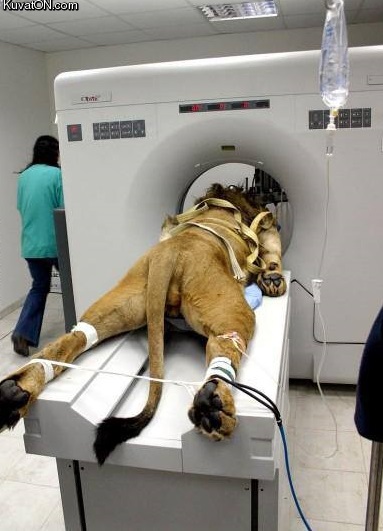 lion_gets_a_cat_scan.jpg