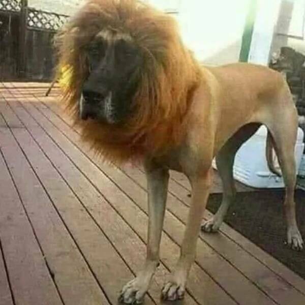 liondog2.jpg