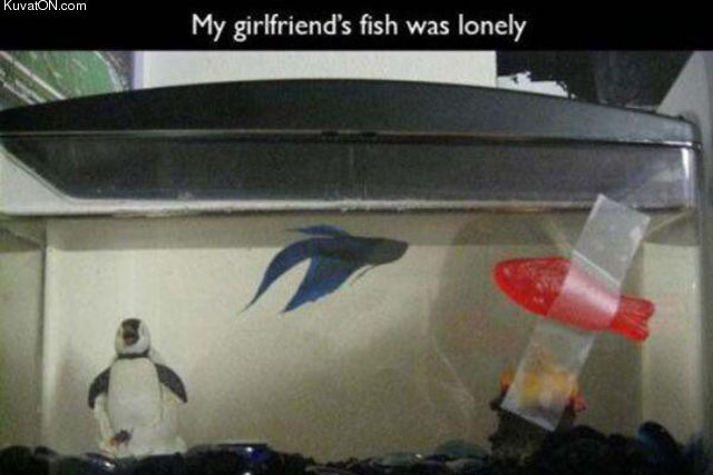 lonely_fish.jpg