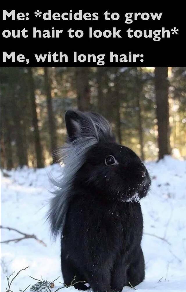 longhair.jpg