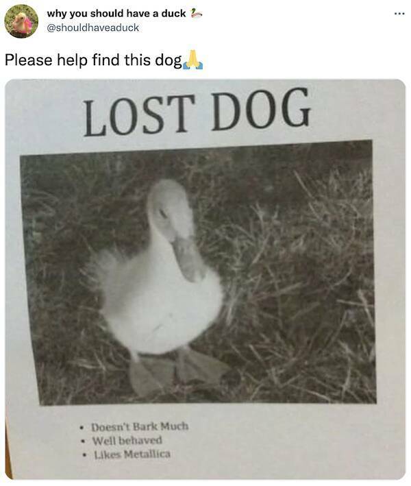 lost_dog4.jpg