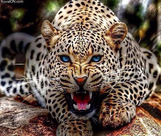 magnificent_blue_eyed_leopard.jpg