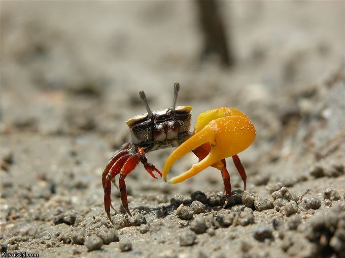 male_left_handed_crab_fiddler.jpg