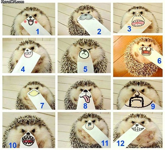 many_faces_of_a_tiny_hedgehog.jpg