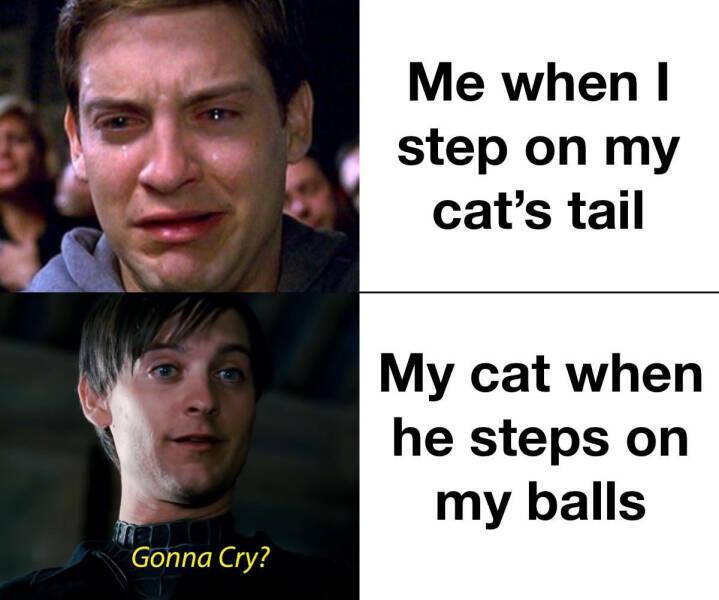 me_vs_my_cat.jpg