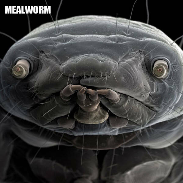 mealworm.jpg