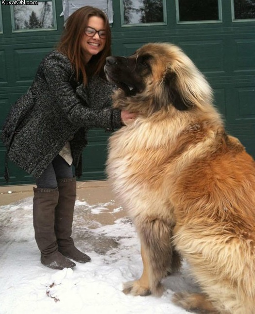 meet_simba_a_german_mountain_dog.jpg