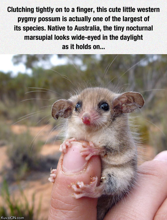 meet_the_nocturnal_marsupial.jpg