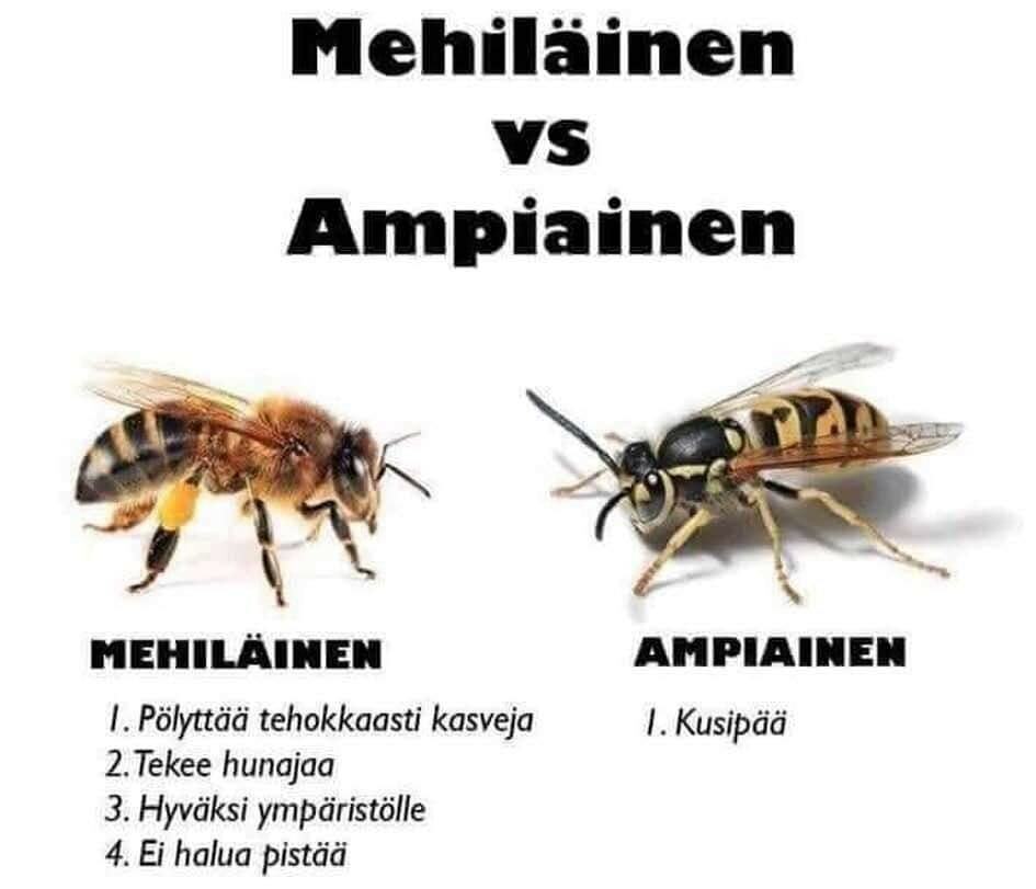 mehilainen_vs_ampiainen.jpg